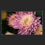 1-2 画像の埋め込み